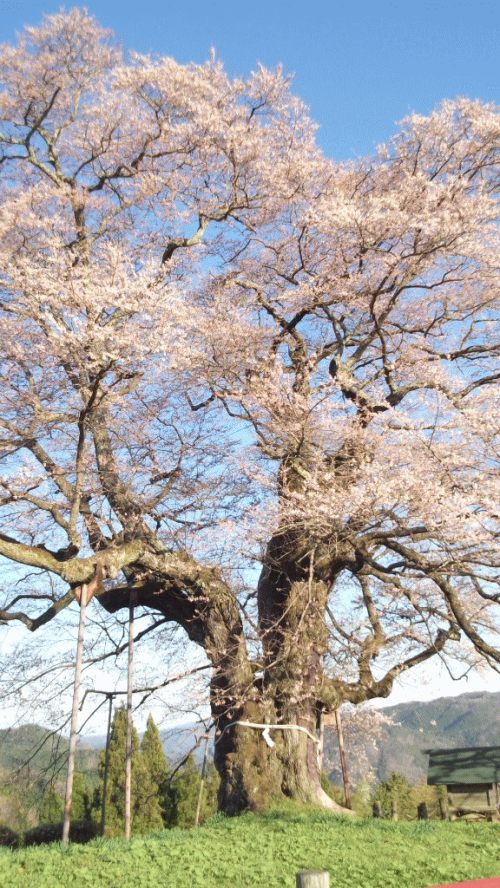 sakura2.gif